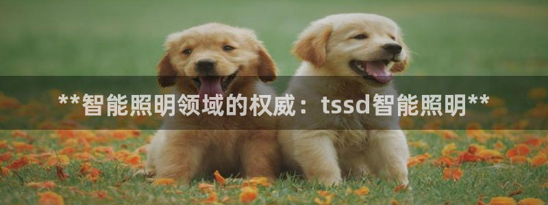 云顶国际版