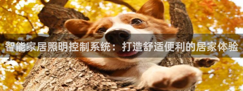 云顶国际集团app