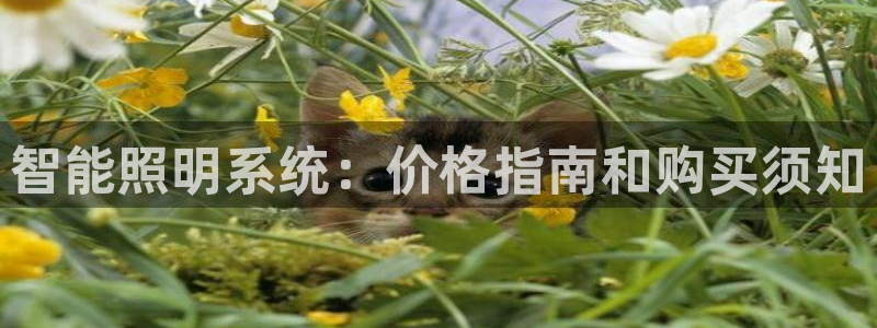 云顶国际--行业领导品牌